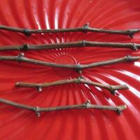 kampung-anggur----part-2