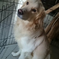 golden-retriever-owners-and-lovers---part-3