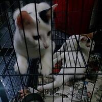 thread-hibah-adopsi-peliharaan-dan-kehilangan---part-3