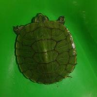 new-reptile-lounge---new-kaskus-------part-2