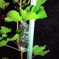 kampung-anggur----part-2