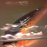 arowana--new-thread----part-1