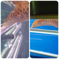 arowana--new-thread----part-1