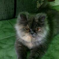 973397339619958095809658persian-cats-lover-organization966895809580961997339733