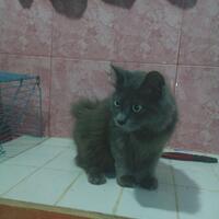 973397339619958095809658persian-cats-lover-organization966895809580961997339733