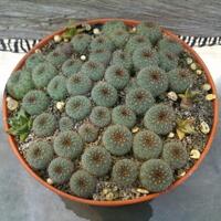 cactus---tanaman-kecil-yang-memukau