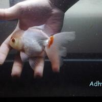 maskoki-ngomongin-semuanya-ttg-maskoki-yuk---part-4