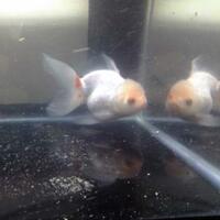 maskoki-ngomongin-semuanya-ttg-maskoki-yuk---part-4