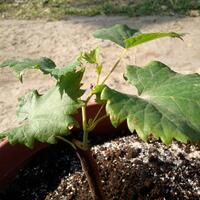 kampung-anggur----part-2