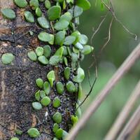 photography-regional-karesidenan-kediri