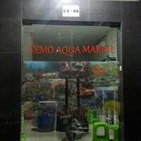 toko-ikan-hias-laut--cengkareng-jakarta-barat--spesialis-nemo-import