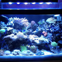 dijual-aquarium-air-laut