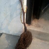 kampung-anggur----part-2