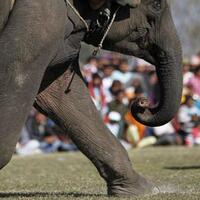 sejarah-sepak-bola-gajah-di-indonesia