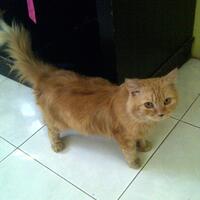 cat-lovers-kaskus-read-page-1-first---part-4