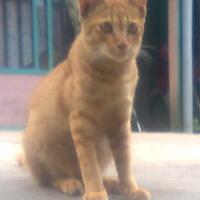 cat-lovers-kaskus-read-page-1-first---part-4