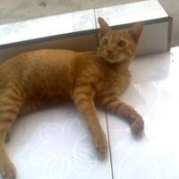 kucing-lokal-domestik-kampung---part-1