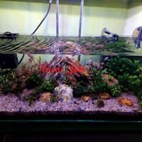 aquascape-for-everyone-learning-and-sharing---part-1