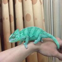 all-about-chameleon