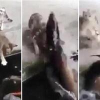 seramgan-ikan-koi-ini-memangsa-kucing-buat-di-makan