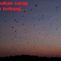 jgksltjangan-goyang-kepakan-sayap-lalu-terbang-ini-dia-sarang--batman--di-flores