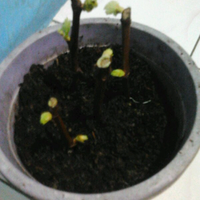 kampung-anggur----part-2