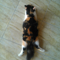 kucingmu-nggak-mau-nurut-coba-pake-jebakan-kucing-ini