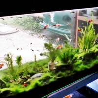 aquascape-yang-di-banda-aceh-dan-sekitarnya-shate-info-aquascpenya-disini-dong