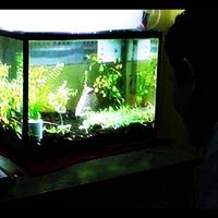 aquascape-yang-di-banda-aceh-dan-sekitarnya-shate-info-aquascpenya-disini-dong