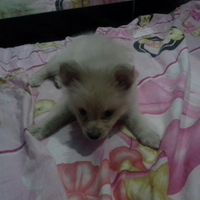 pomeranian-lovers---part-3