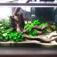 aquascape-for-everyone-learning-and-sharing---part-1