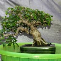 bonsai-kaskus-reborn--forum-sharing--diskusi-seputar-seni-bonsai-indonesia