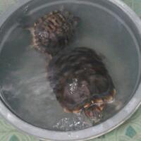 new-reptile-lounge---new-kaskus-------part-2