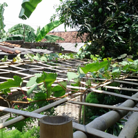 kampung-anggur----part-3