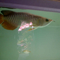 arowana--new-thread----part-1