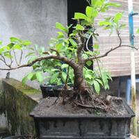 bonsai-kaskus-reborn--forum-sharing--diskusi-seputar-seni-bonsai-indonesia