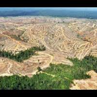 save-our-borneo