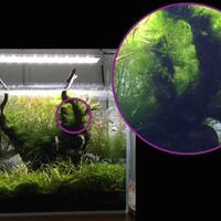 aquascape-for-everyone-learning-and-sharing---part-1