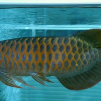 arowana--new-thread----part-1