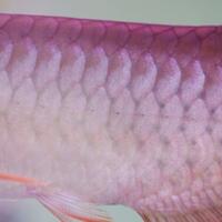 arowana--new-thread----part-1