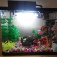 aquarium-thingy-for-starter-dari-newbie-untuk-newbie---part-1