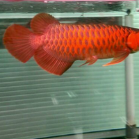 arowana--new-thread----part-1