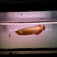 arowana--new-thread----part-1