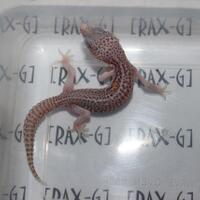 9788new-ask-about-leopard-gecko9788