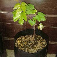 kampung-anggur----part-3