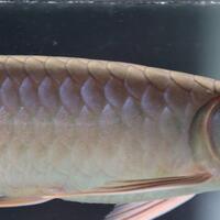 arowana--new-thread----part-1