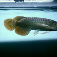 arowana--new-thread----part-1