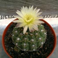 cactus---tanaman-kecil-yang-memukau