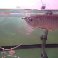 arowana--new-thread----part-1
