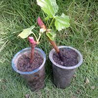 kampung-anggur----part-3